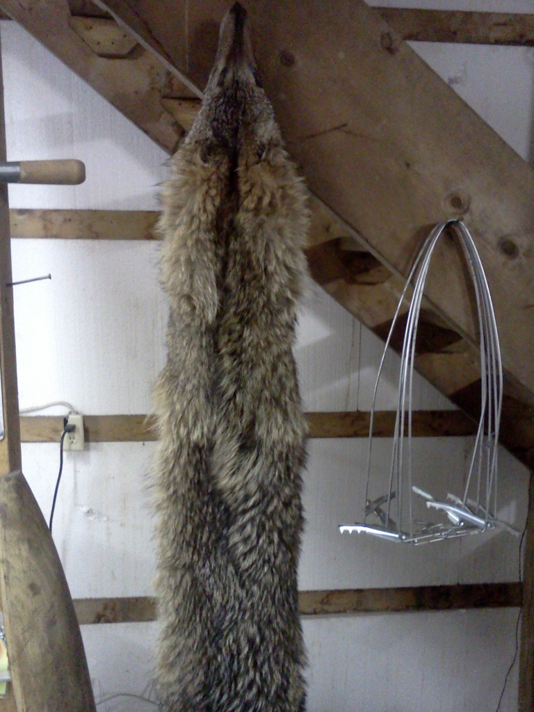 Big Female Coyote from 2012 season ready for the wall  Img_2010